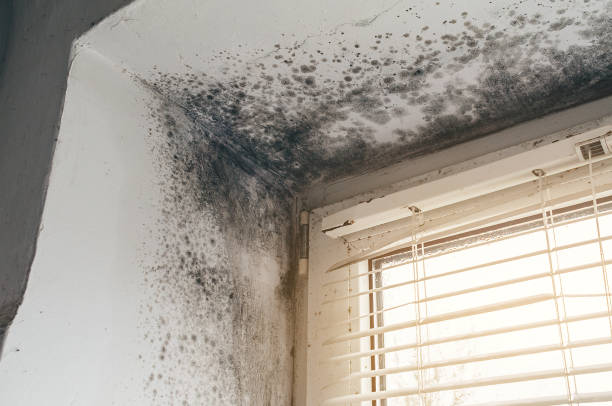 Affordable Mold Remediation solutions in Township Of Washington, NJ